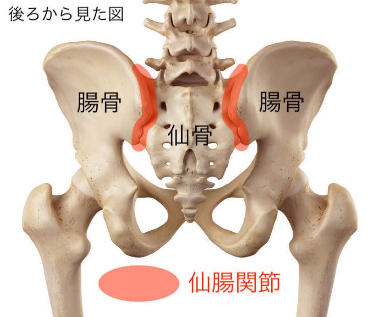 仙腸関節炎の全てがわかる！痛みの原因から治療法まで｜一会整骨院|横須賀市にある一会整骨院|受付夜20時まで